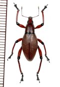 ゾウムシの一種　Macrocyrtus contractus　♂　 フィリピン(ルソン島)