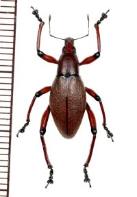 ゾウムシの一種　Macrocyrtus contractus　♂　 フィリピン(ルソン島)
