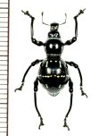 カタゾウムシの一種　Pachyrhynchus nobilis　 フィリピン(ルソン島)