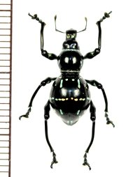 カタゾウムシの一種　Pachyrhynchus nobilis　 フィリピン(ルソン島)