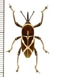 ゾウムシの一種　Cryptoderma sp.　♀　 フィリピン(パナイ島)