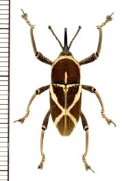 ゾウムシの一種　Cryptoderma sp.　♀　 フィリピン(パナイ島)