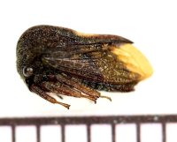ツノゼミの一種　Membracid species  ペルー
