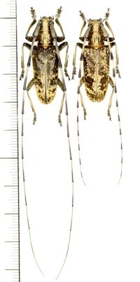 キンケビロウドカミキリ　特大ペア　石垣島