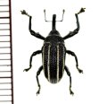 ゾウムシの一種  Curculionidae species   ベトナム(ベトナム南部)