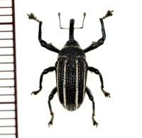 ゾウムシの一種  Curculionidae species   ベトナム(ベトナム南部)