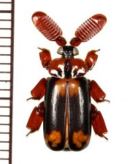 ヒゲブトオサムシ族の一種　Cerapterus quadrimaculatus　ベトナム