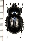 コカブトムシ　沖縄・八重山亜種　♀　沖縄本島