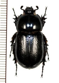 コカブトムシ　沖縄・八重山亜種　♀　沖縄本島