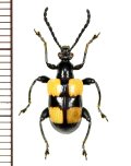 ハムシの一種　Chrysomelid species　 ベトナム(ベトナム北中部)