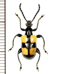 ハムシの一種　Chrysomelid species　 ベトナム(ベトナム北中部)