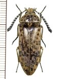 コメツカズの一種 　Eulichas pantherina  ♀  ベトナム(ベトナム南部)