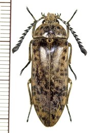 コメツカズの一種 　Eulichas pantherina  ♀  ベトナム(ベトナム南部)