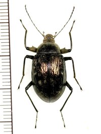 キマワリの一種　Amarygminae species　♀　ベトナム(ベトナム中部)