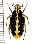 ガルニエルエグリハナムグリ　Taeniodera garnieri　♂　ベトナム南部
