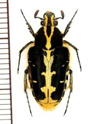 ガルニエルエグリハナムグリ　Taeniodera garnieri　♂　ベトナム南部