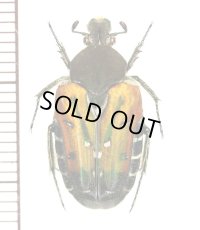 クロフエグリハナムグリ　Taeniodera nigricollis　♀　ベトナム北東部