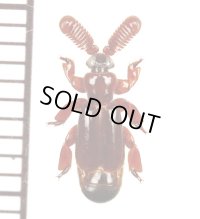 ヒゲブトオサムシ族の一種　Arthropterus sp.　オーストラリア