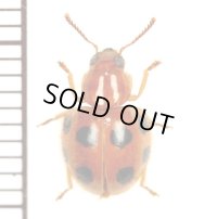 テントウムシ擬態のマルカッコウムシの一種　Allochotes coccinella　マレーシア（ボルネオ島）