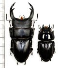オオクワガタ　ペア　♂69.5mm♀43.5mm  佐賀県