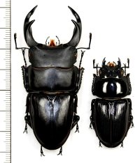 オオクワガタ　ペア　♂69.5mm♀43.5mm  佐賀県