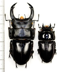 オオクワガタ　ペア　♂69.7mm♀43.9mm  佐賀県