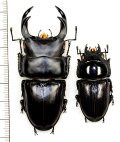 オオクワガタ　ペア　♂69.4mm♀43.3mm  佐賀県