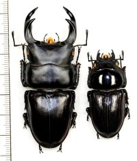 オオクワガタ　ペア　♂69.4mm♀43.3mm  佐賀県