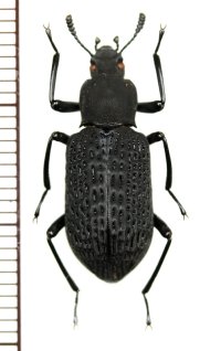 ゴミムシダマシの一種　Tenebrionid species　ベトナム(ベトナム北東部)