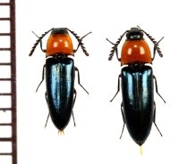 コメツキムシの一種　Elaterid species 　ペア   ベトナム(ベトナム南部)