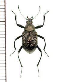キマワリの一種　Amarygminae species　ベトナム(ベトナム北東部)