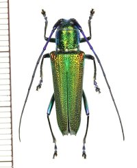 カミキリムシの一種 　Glenea sp.　♀　 ベトナム(ベトナム北東部)