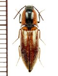 コメツキムシの一種　Elaterid species　♀　 ベトナム(ベトナム南部)