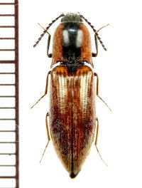 コメツキムシの一種　Elaterid species　♀　 ベトナム(ベトナム南部)