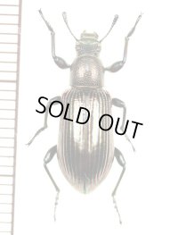 ゴミムシダマシの一種　Tenebrionid species　ベトナム(ベトナム南部)