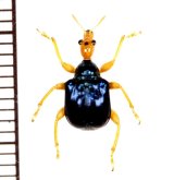 オトシブミの一種　Attelabidae species　 ベトナム中部