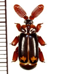 ヒゲブトオサムシ族の一種　Cerapterus sp.　ベトナム