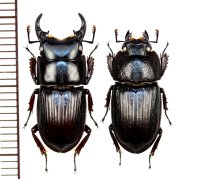 ヤエヤマネブトクワガタ　中型ペア　♂18mm以上23mm未満　石垣島