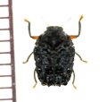 コブハムシの一種　Chlamisinae species　ベトナム中部