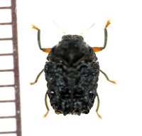 コブハムシの一種　Chlamisinae species　ベトナム中部