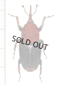 オサゾウムシの一種　Rhynchophorus sp.　ベトナム(ベトナム北中部)