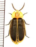 マドボタルの一種　Lampyrinae species　♂　 ベトナム(ベトナム南部)
