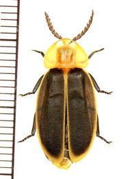 マドボタルの一種　Lampyrinae species　♂　 ベトナム(ベトナム南部)