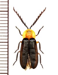 マドボタルの一種　Lampyridae species　♂　 フィリピン（ルソン島）