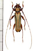 アオスジカミキリ　Xystrocera globosa　♂　ベトナム(ベトナム北中部)