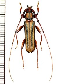 アオスジカミキリ　Xystrocera globosa　♂　ベトナム(ベトナム北中部)