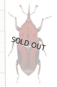 オサゾウムシの一種　Rhynchophorus sp.　ベトナム(ベトナム北中部)