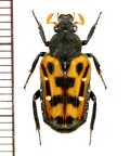ハナムグリの一種　Euselates moupinensis  中国（浙江省）