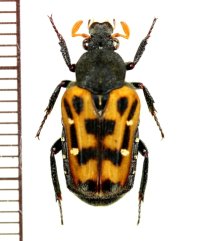 ハナムグリの一種　Euselates moupinensis  中国（浙江省）