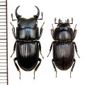 オキナワネブトクワガタ　大型ペア　♂18mm以上24mm未満　沖縄本島